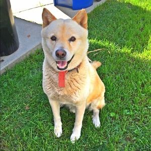 Meet your Posher, Usha e loyal